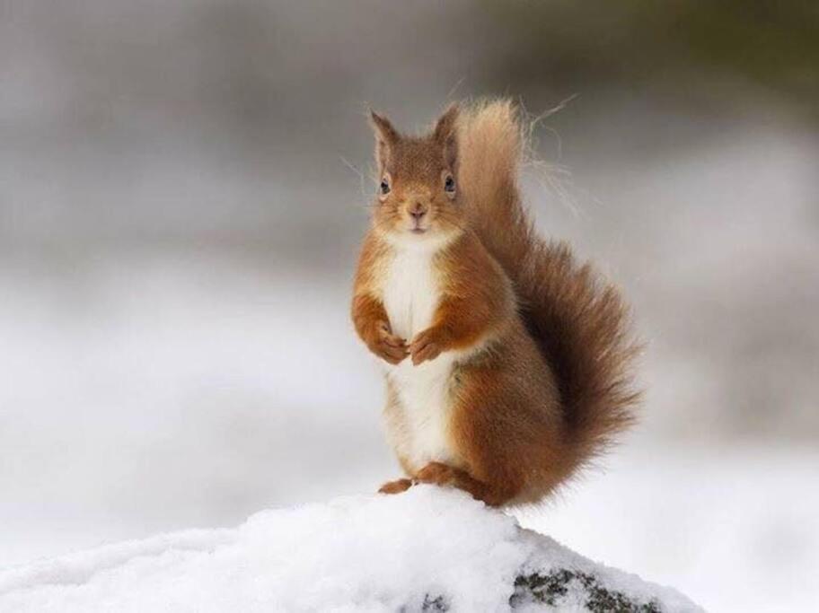 Red Squirrel Log Cabin With Hot Tub Keith Esterno foto